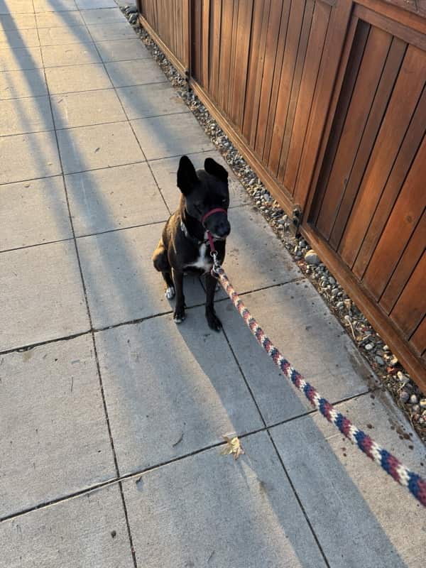 A picture of a black dog named Bowie sitting, taken on September 1 2025 at 6:54 am